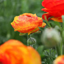 Attēlu rezultāti vaicājumam “Ranunculus elatior flower”