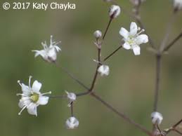 Attēlu rezultāti vaicājumam “Gypsophila paniculata”