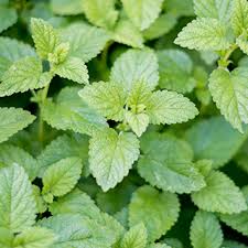 Image result for Melisse