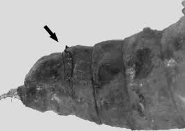 Attēlu rezultāti vaicājumam “Scardia boletella exuvia”