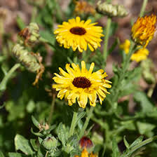 Attēlu rezultāti vaicājumam “Calendula officinalis leaf”