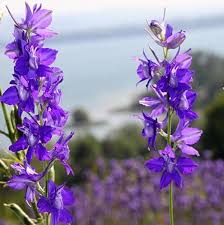 Image result for Delphinium consolida
