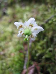Attēlu rezultāti vaicājumam “Moneses uniflora bud”