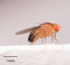 Attēlu rezultāti vaicājumam “Drosophila melanogaster”