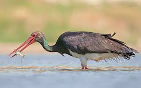 Attēlu rezultāti vaicājumam “Ciconia nigra”