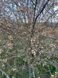 Attēlu rezultāti vaicājumam “Prunus spinosa”