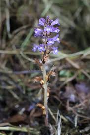 Attēlu rezultāti vaicājumam “Orobanchaceae”