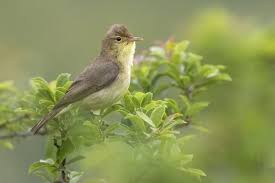 Image result for Hippolais polyglotta