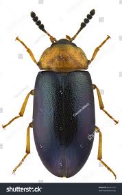 Attēlu rezultāti vaicājumam “Tetratoma fungorum”