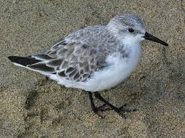 Attēlu rezultāti vaicājumam “Calidris alba”