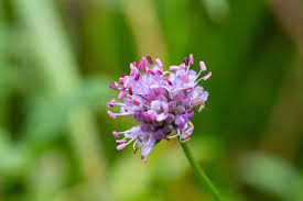 Attēlu rezultāti vaicājumam “Succisa pratensis bud”