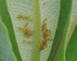 Attēlu rezultāti vaicājumam “Drepanosiphum platanoidis exuvia”