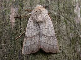 Attēlu rezultāti vaicājumam “Charanyca trigrammica”