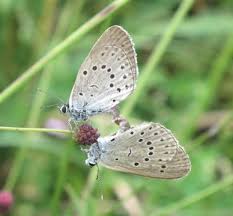 Attēlu rezultāti vaicājumam “Maculinea teleius underside”