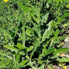 Attēlu rezultāti vaicājumam “Sonchus arvensis subsp. uliginosus leaf”