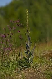 Attēlu rezultāti vaicājumam “Arabis glabra”
