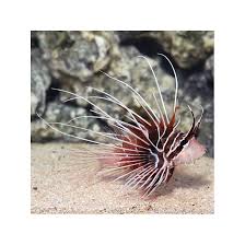 Image result for Pterois radiata