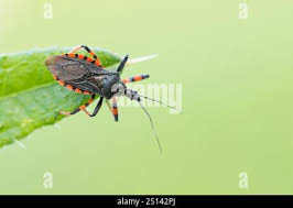 Attēlu rezultāti vaicājumam “Rhynocoris annulatus”