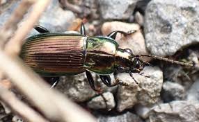 Attēlu rezultāti vaicājumam “Poecilus lepidus”