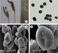 Attēlu rezultāti vaicājumam “Anthracoidea”