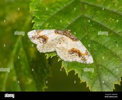 Attēlu rezultāti vaicājumam “Ligdia adustata”