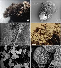 Attēlu rezultāti vaicājumam “Comatricha ellae”
