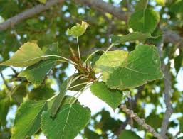 Attēlu rezultāti vaicājumam “Populus x gileadensis”