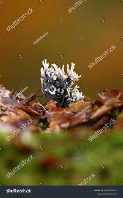 Attēlu rezultāti vaicājumam “Clavulina cinerea”