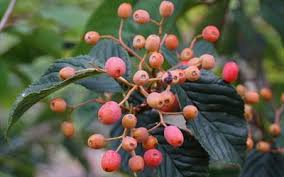 Attēlu rezultāti vaicājumam “Sorbus alnifolia fruit”