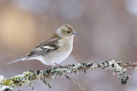Attēlu rezultāti vaicājumam “Fringilla coelebs female”
