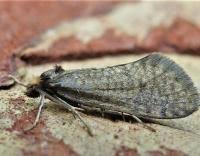 Attēlu rezultāti vaicājumam “Taleporia tubulosa”