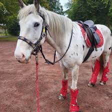 Image result for Scottish Equi Complex