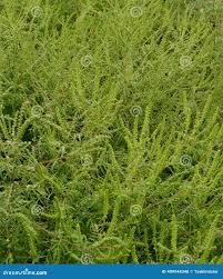 Attēlu rezultāti vaicājumam “Ambrosia artemisiifolia leaf”