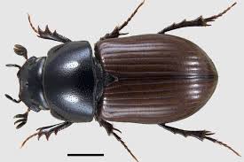 Attēlu rezultāti vaicājumam “Aphodius sp.”