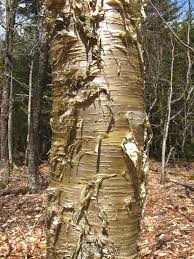 Attēlu rezultāti vaicājumam “Betula alleghaniensis”