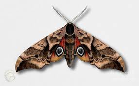 Attēlu rezultāti vaicājumam “Smerinthus ocellata”