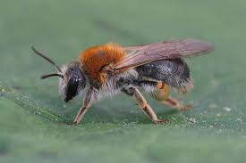 Attēlu rezultāti vaicājumam “Andrena haemorrhoa female”