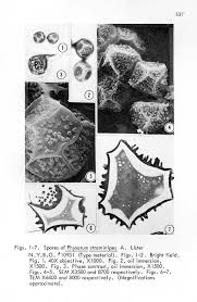 Attēlu rezultāti vaicājumam “Physarum straminipes spores”