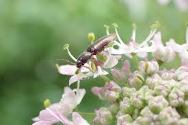 Attēlu rezultāti vaicājumam “Dalopius marginatus”
