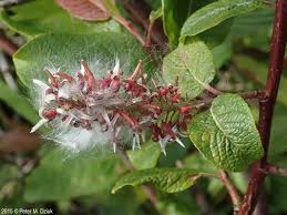 Attēlu rezultāti vaicājumam “Salix myrsinifolia male flower”