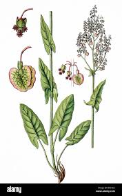 Attēlu rezultāti vaicājumam “Rumex acetosa”