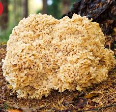 Attēlu rezultāti vaicājumam “Sparassis crispa”