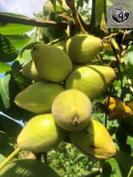 Attēlu rezultāti vaicājumam “Juglans cinerea fruit”