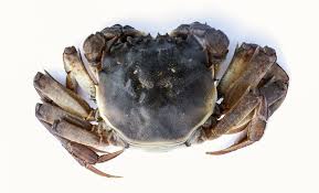 Image result for Eriocheir sinensis