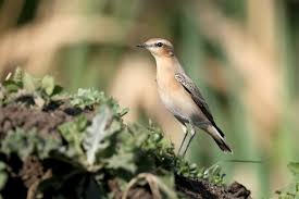 Attēlu rezultāti vaicājumam “Oenanthe oenanthe female”