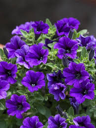 Image result for Petunie