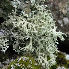 Attēlu rezultāti vaicājumam “Pseudevernia furfuracea”