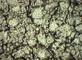 Attēlu rezultāti vaicājumam “Pertusaria flavida”