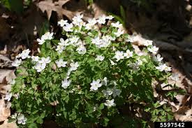 Attēlu rezultāti vaicājumam “Isopyrum thalictroides fruit”