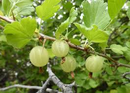 Attēlu rezultāti vaicājumam “Ribes uva-crispa fruit”